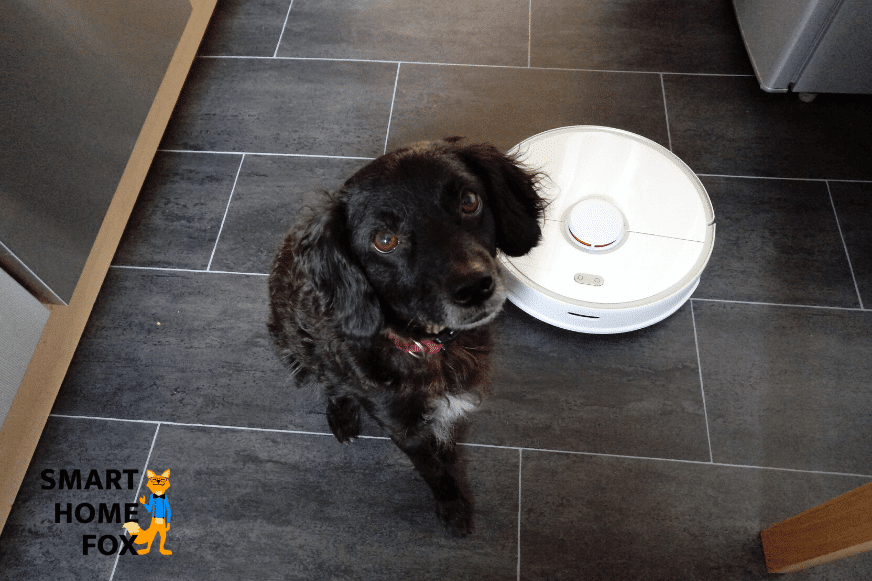 Собака сидит на полу.